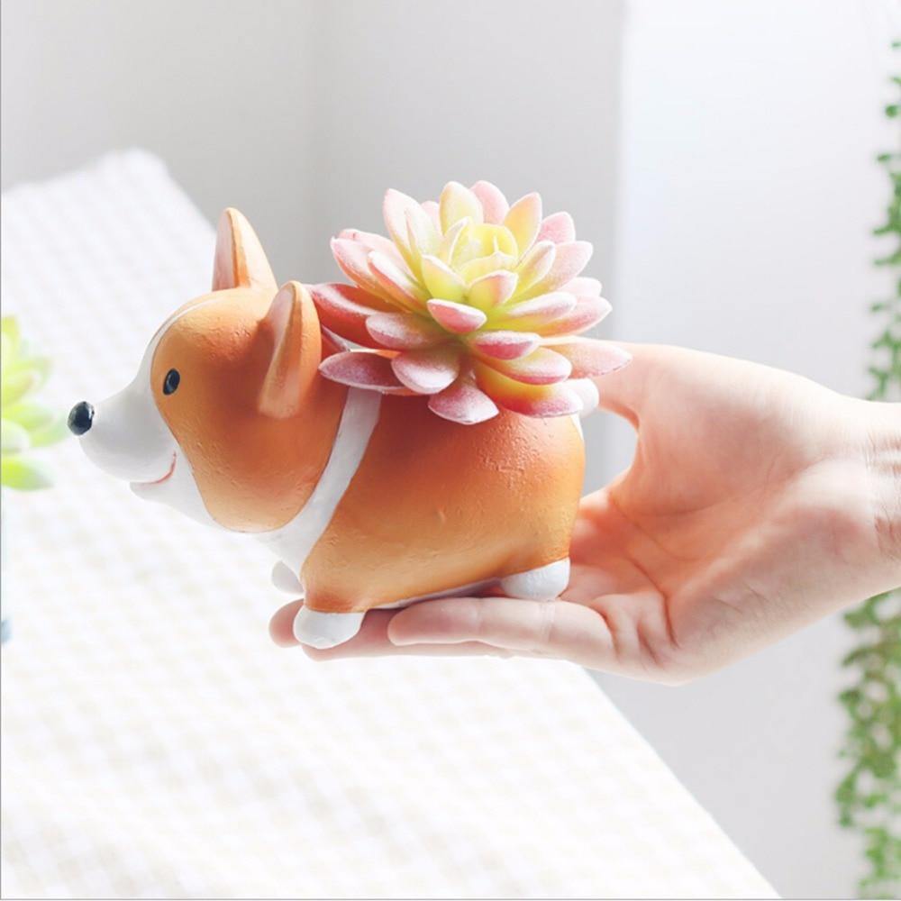 أصيص نباتات عصارية من كورجي